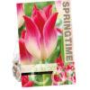 Tulipa Whispering Dream