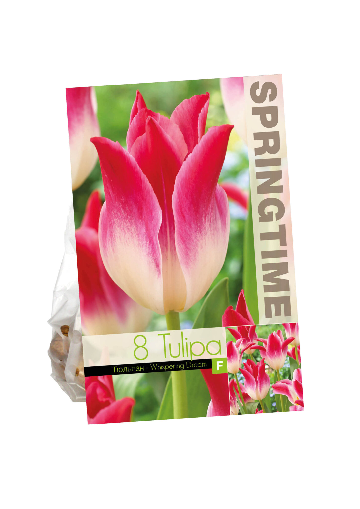 Tulipa Whispering Dream