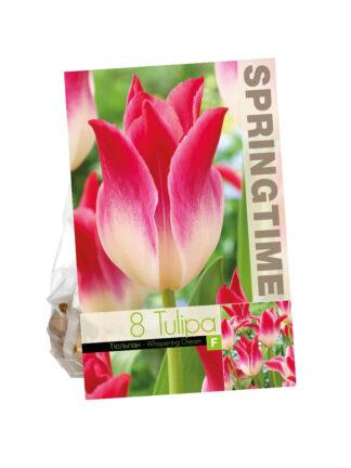 Tulipa Whispering Dream
