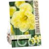 Narcissus Sunny Side Up