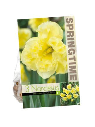 Narcissus Sunny Side Up