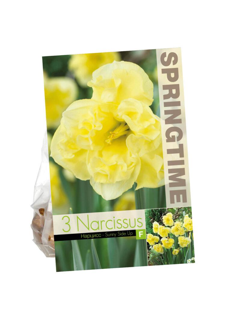 Narcissus Sunny Side Up