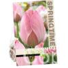 Tulipa Mystic van Eijk