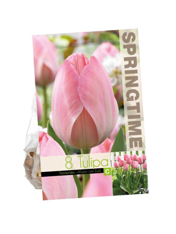 Tulipa Mystic van Eijk