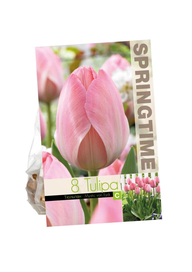Tulipa Mystic van Eijk