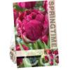 Tulipa Royal Acres