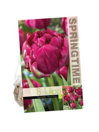 Tulipa Royal Acres