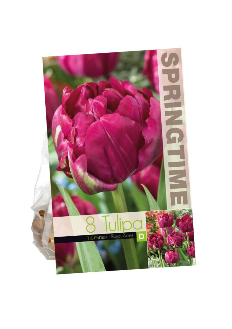 Tulipa Royal Acres