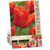 Tulipa Amazing Parrot