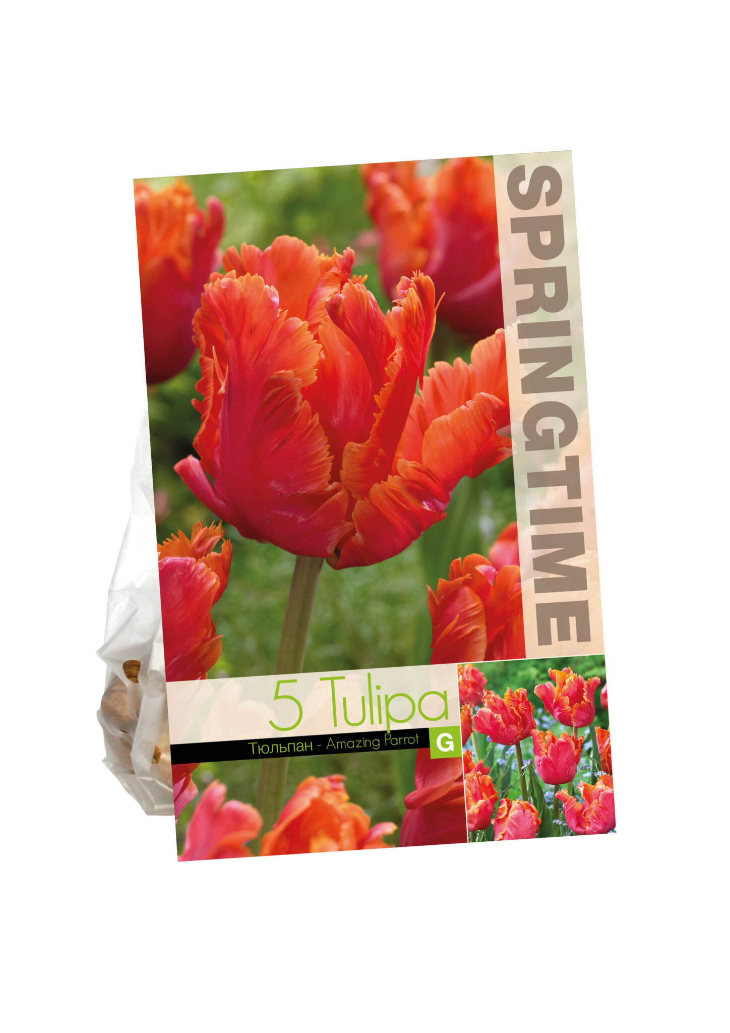 Tulipa Amazing Parrot
