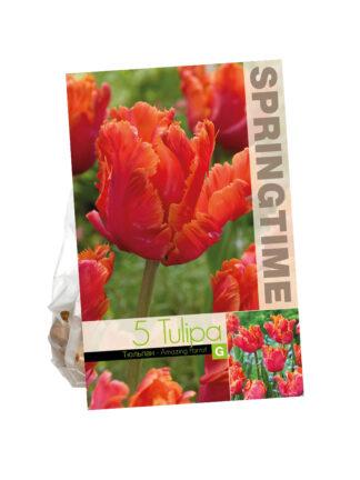 Tulipa Amazing Parrot