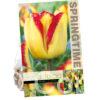Tulipa Cape Town