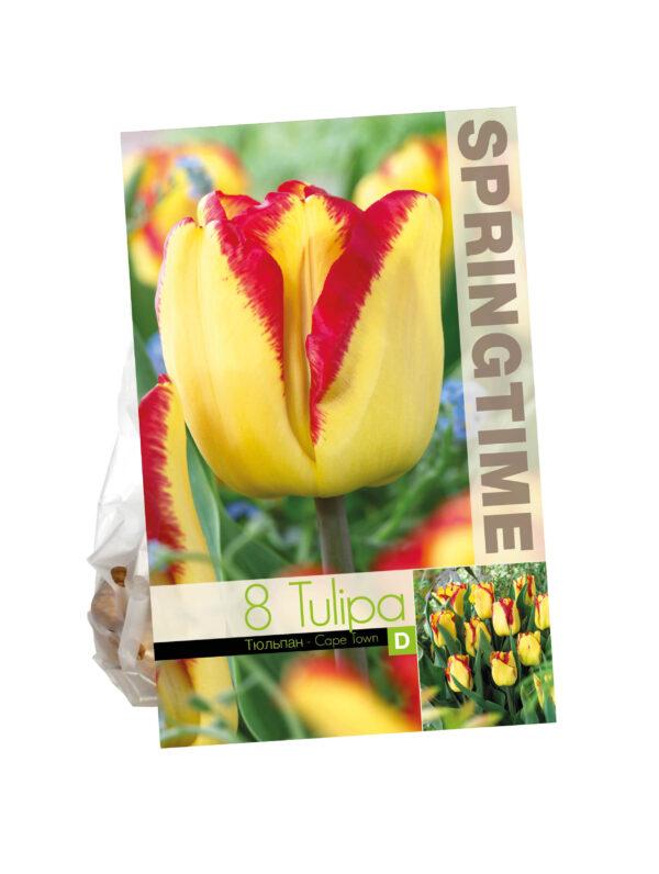 Tulipa Cape Town