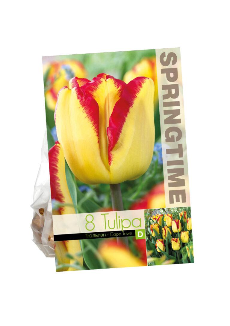 Tulipa Cape Town