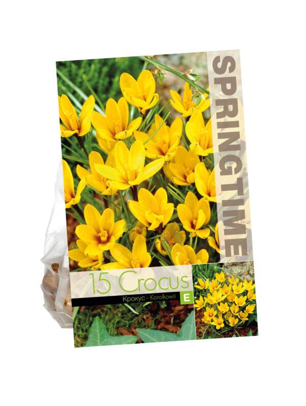 Crocus Korolkowii