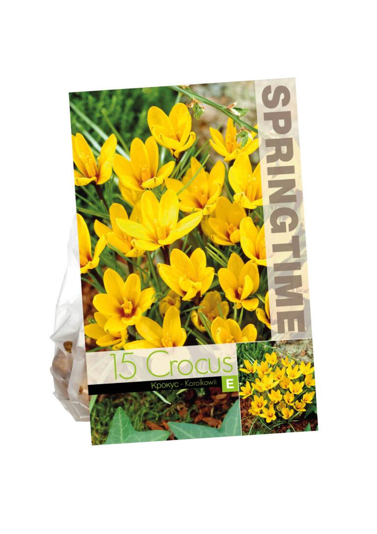 Crocus Korolkowii