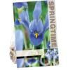 Iris Reticulata Alida