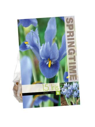 Iris Reticulata Alida