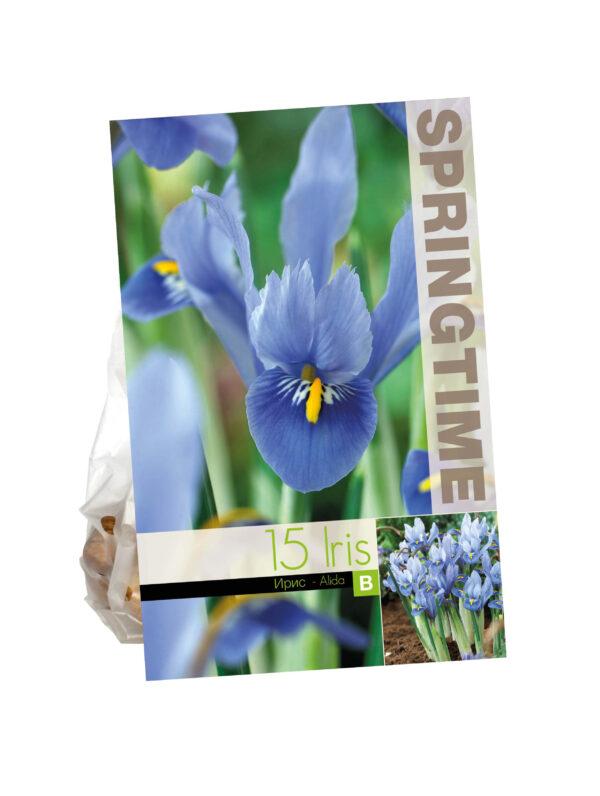Iris Reticulata Alida