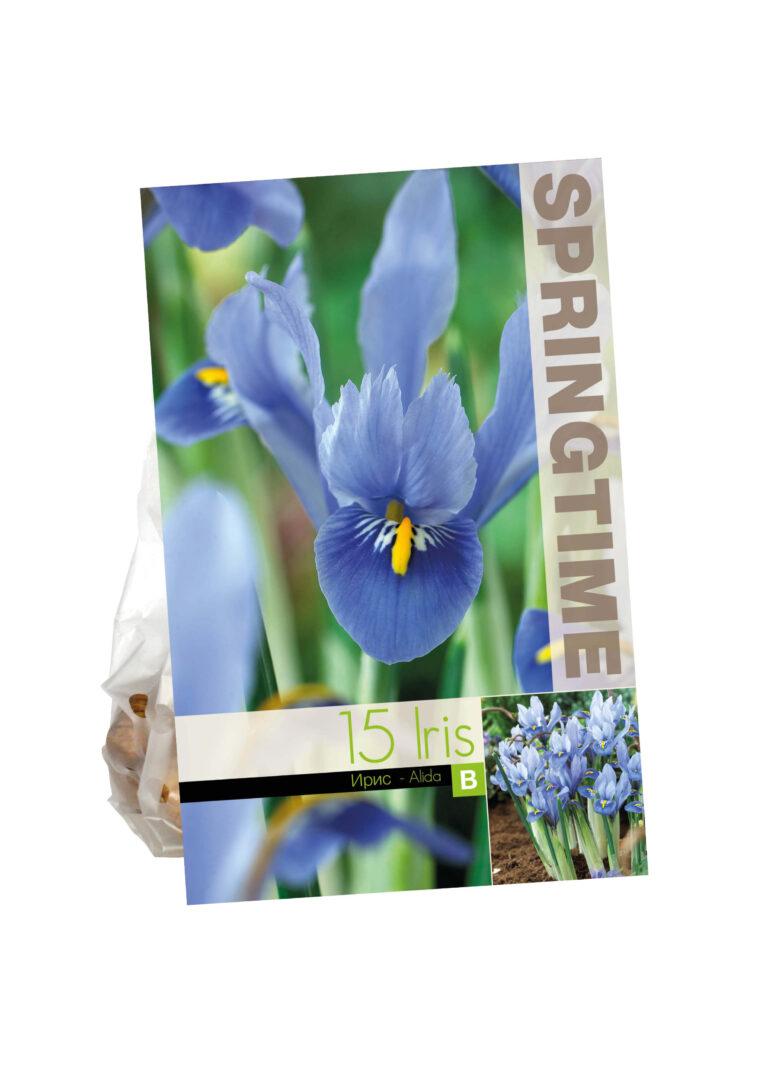 Iris Reticulata Alida