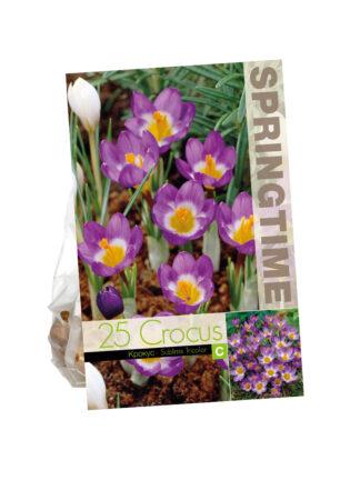 Crocus Sublimis Tricolor