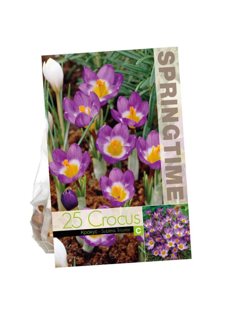 Crocus Sublimis Tricolor