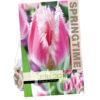 Tulipa Bell Song
