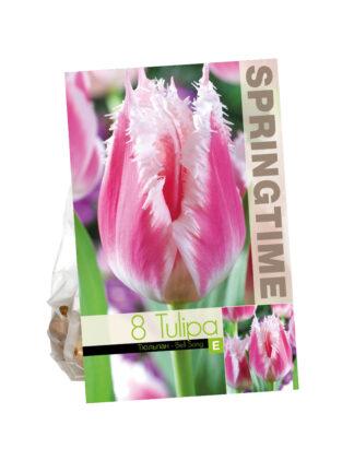 Tulipa Bell Song