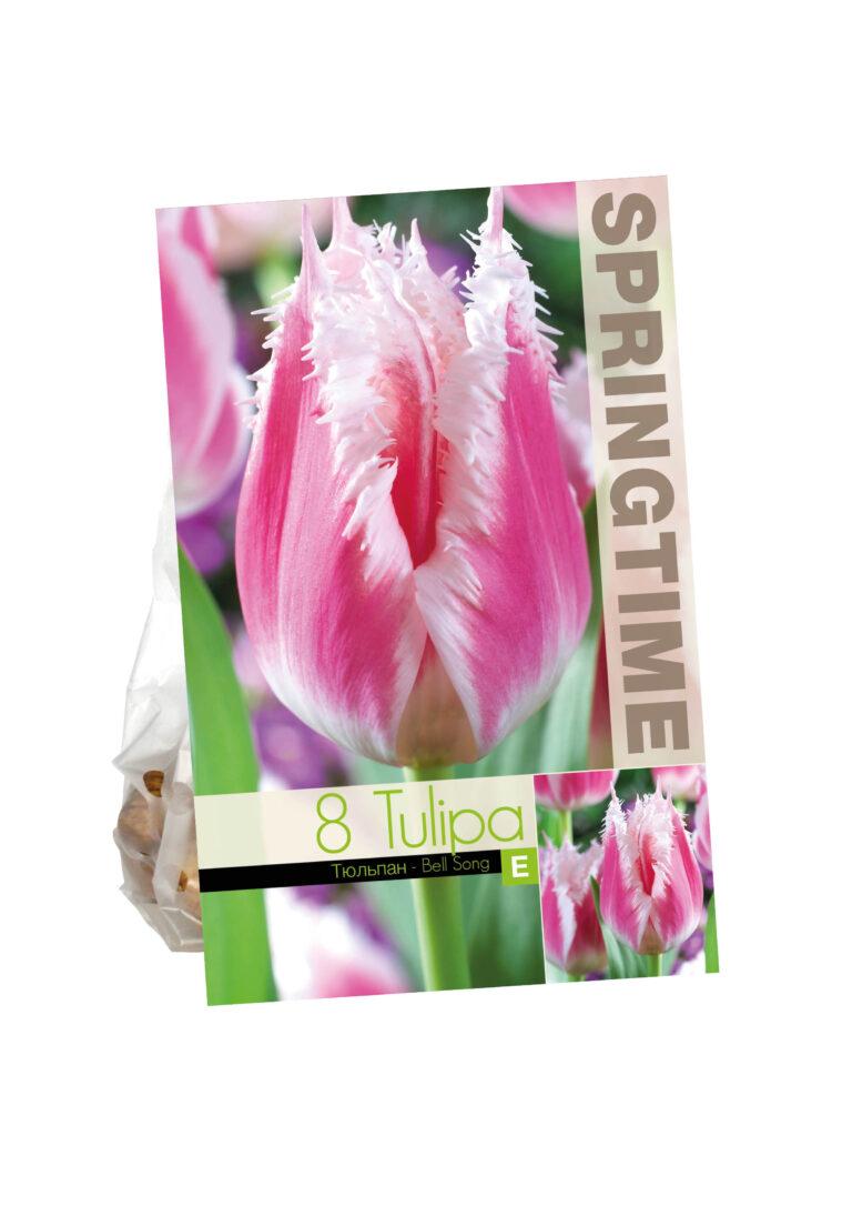 Tulipa Bell Song