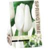 Tulipa Hakuun