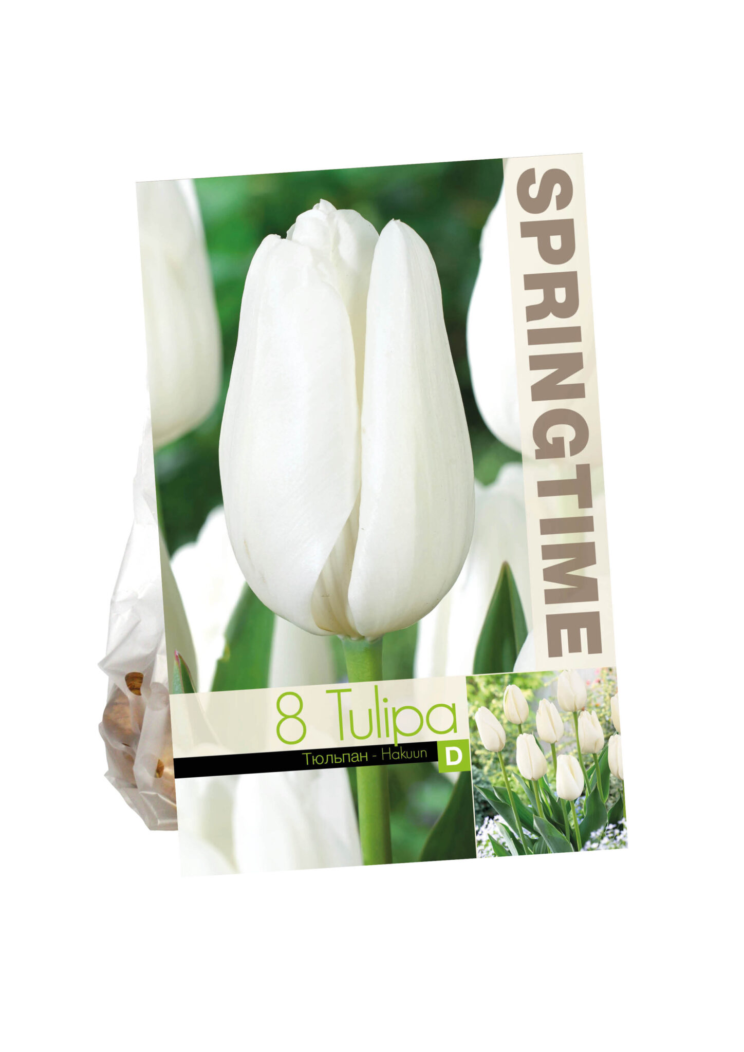 Tulipa Hakuun