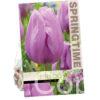 Tulipa Alibi