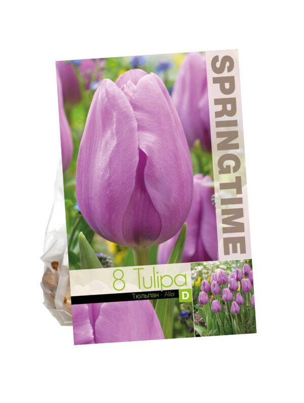 Tulipa Alibi