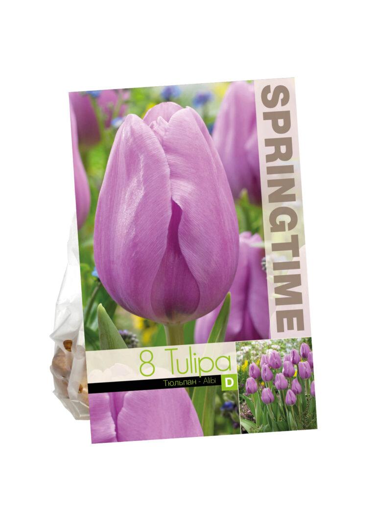 Tulipa Alibi