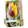 Tulipa Helmar