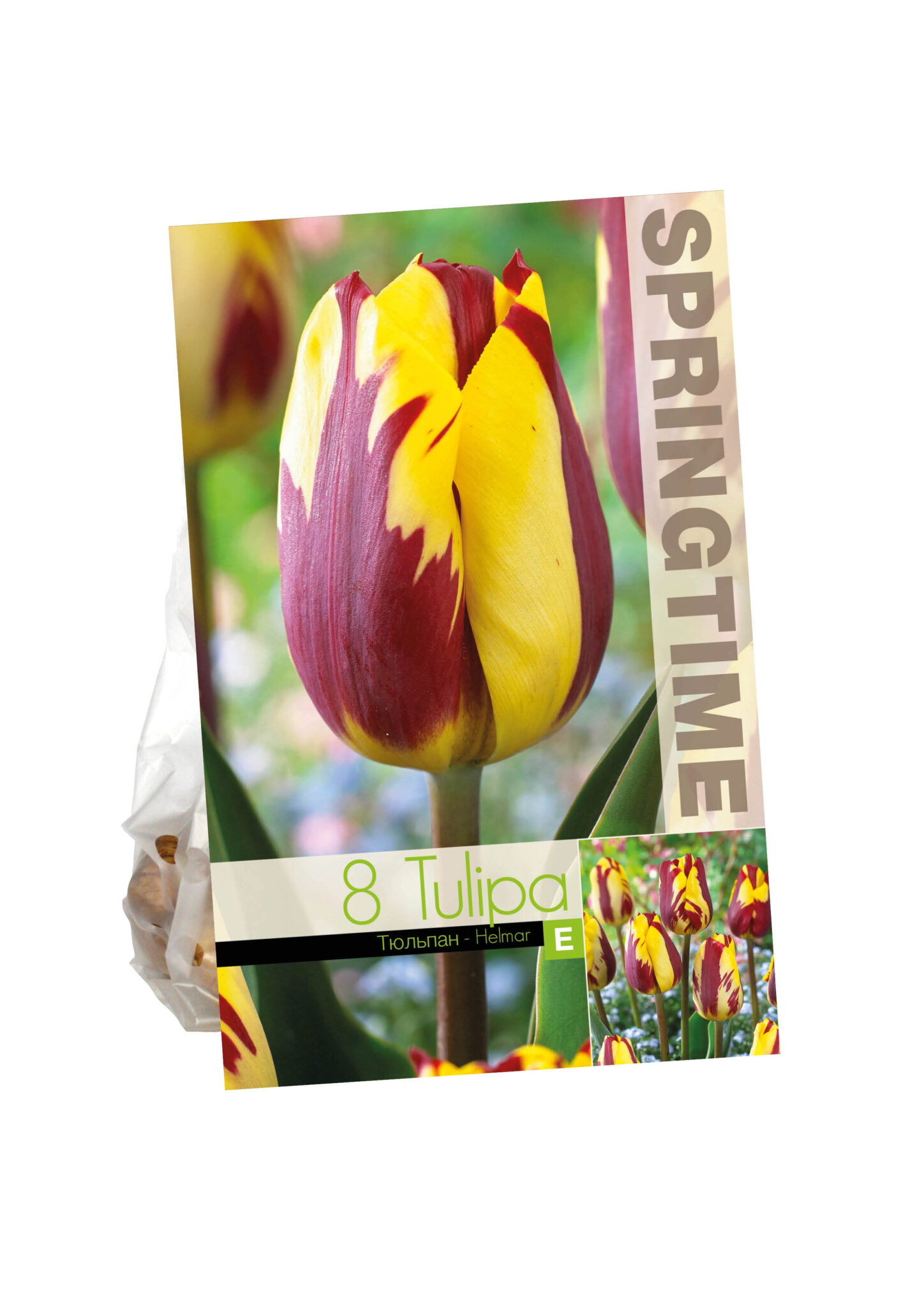 Tulipa Helmar