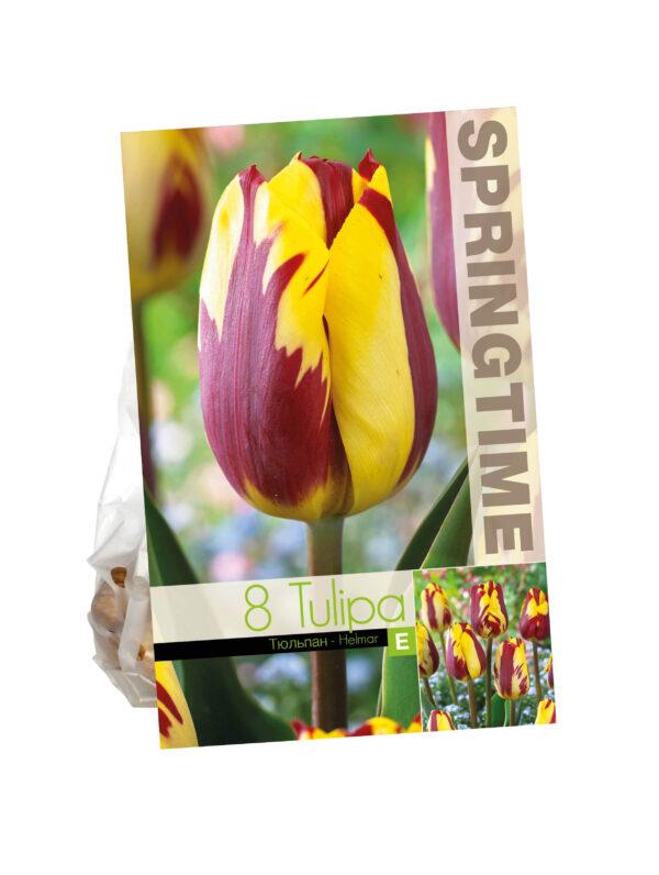 Tulipa Helmar