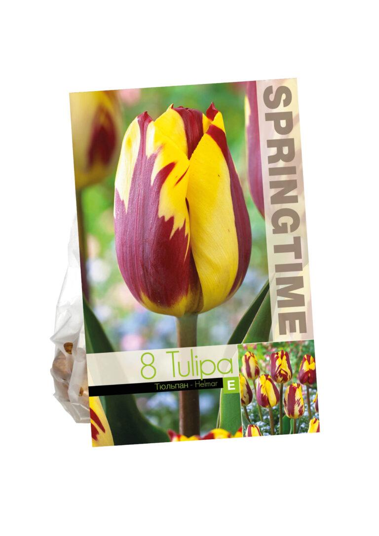 Tulipa Helmar