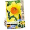 Narcissus Loveday