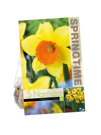 Narcissus Loveday