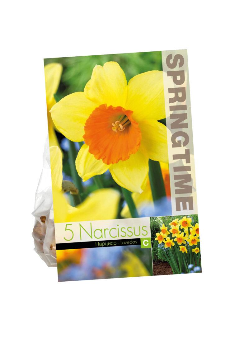 Narcissus Loveday