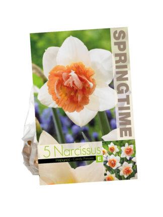 Narcissus Candy Princess
