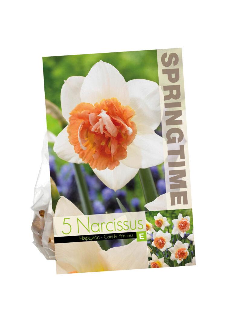 Narcissus Candy Princess