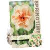 Narcissus Delnashaugh