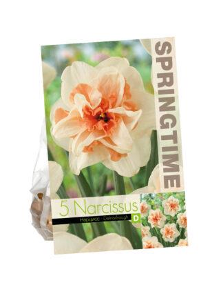 Narcissus Delnashaugh