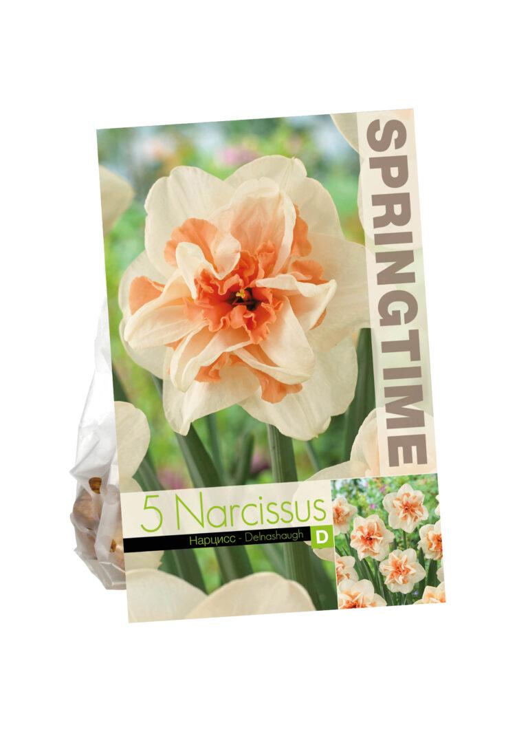 Narcissus Delnashaugh