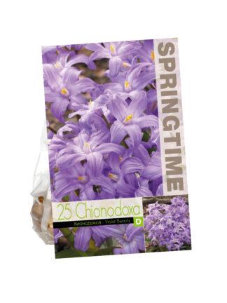 Chionodoxa Violet Beauty