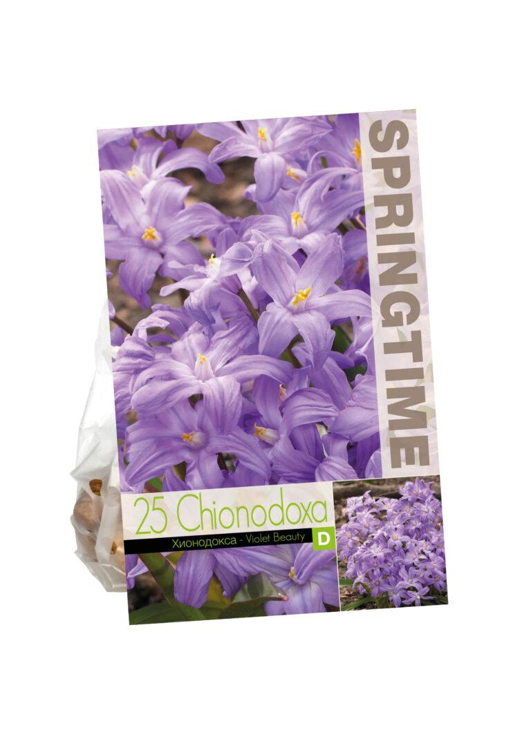 Chionodoxa Violet Beauty