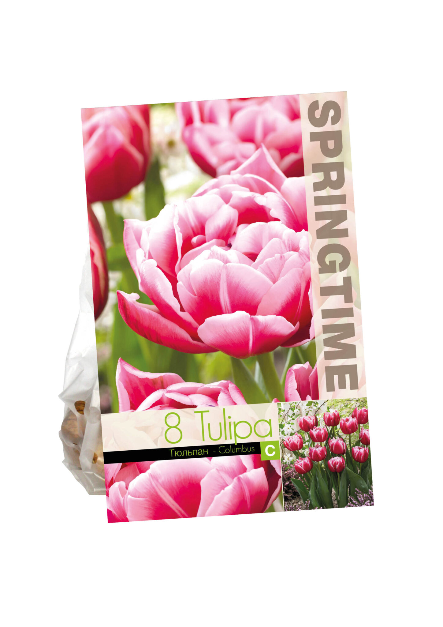 Tulipa Columbus