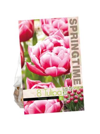 Tulipa Columbus